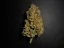 Fast Buds Sjemenke konoplje Limun AK Auto