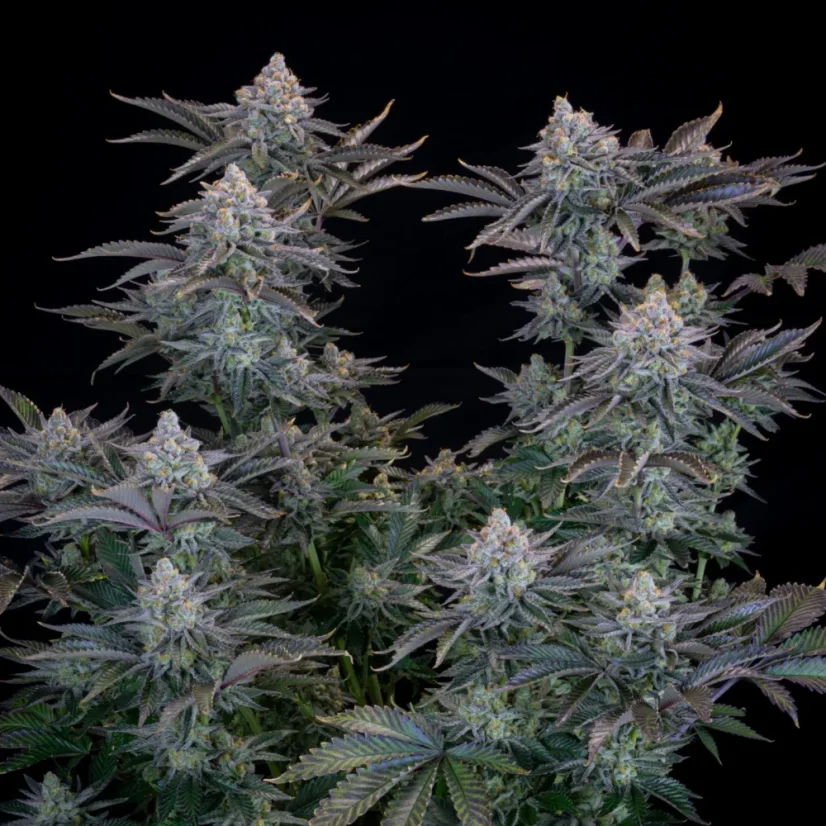 Fast Buds Sjemenke konoplje Gorilla Cookies FF