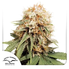 Dutch Passion Seminte de canabis White Widow feminizate