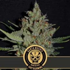 Blimburn Seeds Cannabiszaden Santa Muerte Fast Blooming Gefeminiseerd