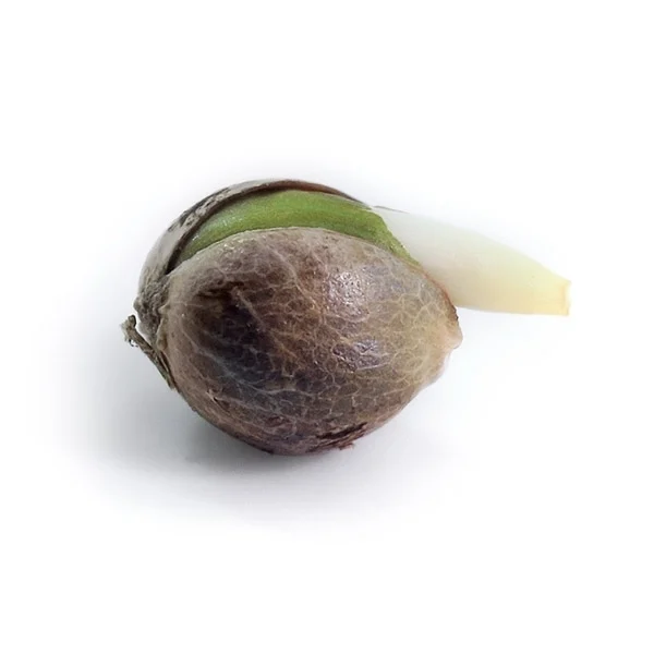 Royal Queen Seeds Seminte de canabis Royal Cheese Auto
