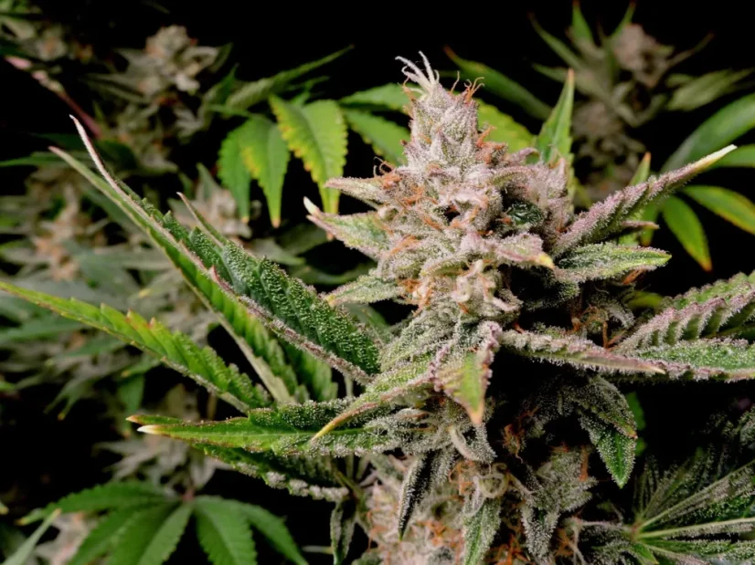 Fast Buds Cannabis Seeds Cherry Cola Auto