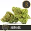Blimburn Seeds Semințe de canabis Alien OG de Steve DeAngelo's Feminized