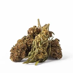 Euphoria CBD Weed Glass Avicenna, 100 g