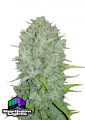 Fast Buds Sjemenke Kanabisa Northern Lights Auto