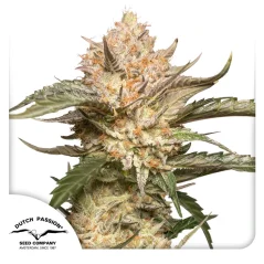 Dutch Passion Насіння коноплі Auto Trichome & Cream® Autoflowering