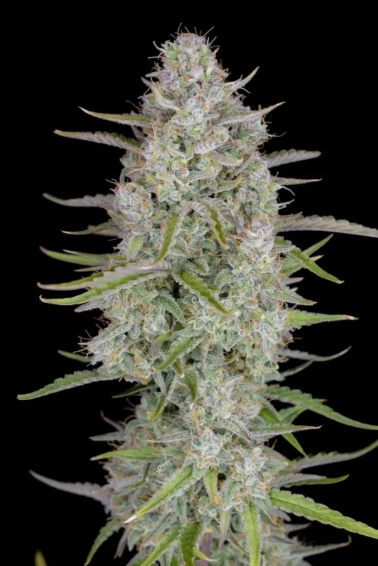 Fast Buds Semi di Cannabis Wedding Cheesecake Auto