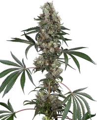 Semințe de canabis feminizate Sensi Seeds Chemberries