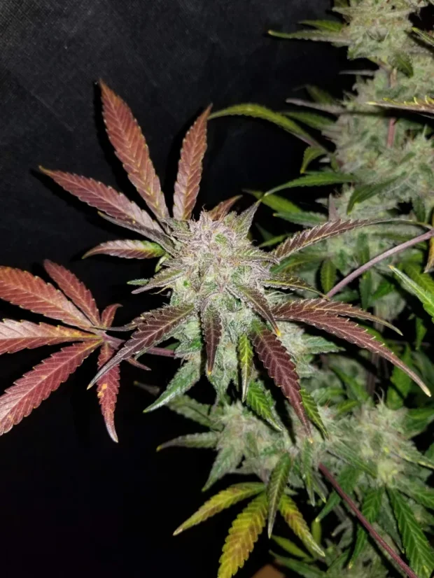 Fast Buds Sjemenke konoplje Cream Cookies Auto