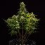 Royal Queen Seeds Seminte de canabis Sweet Skunk Auto