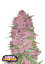 Fast Buds Sjemenke konoplje Purple Lemonade Auto