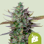 Royal Queen Seeds Graines de cannabis Blue Cheese Auto