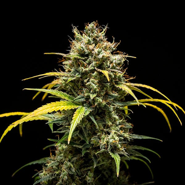 Royal Queen Seeds Seminte de canabis Triple G Auto