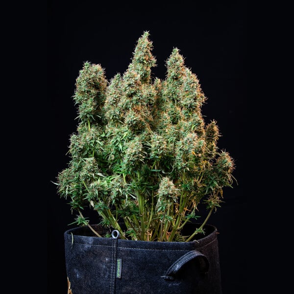 Royal Queen Seeds Semillas de cannabis Amnesia Haze Auto