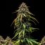 Royal Queen Seeds Seminte de canabis Watermelon Auto