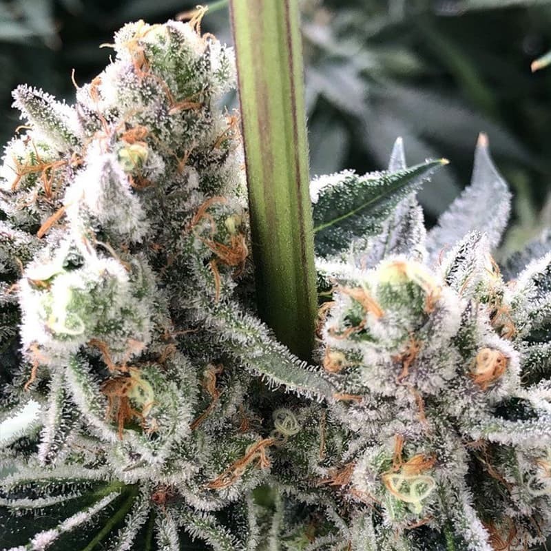 Silent Seeds Seminte de Canabis B-45 By Booba Feminizate