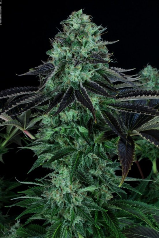 T.H.Seeds™ Semințe de canabis Darkstar™, pachet 5+1, obișnuite