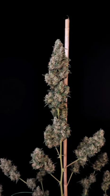 Fast Buds Sjemenke konoplje Sir Auto