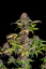 Fast Buds Cannabis Seeds Lemon Cherry Cookies Auto