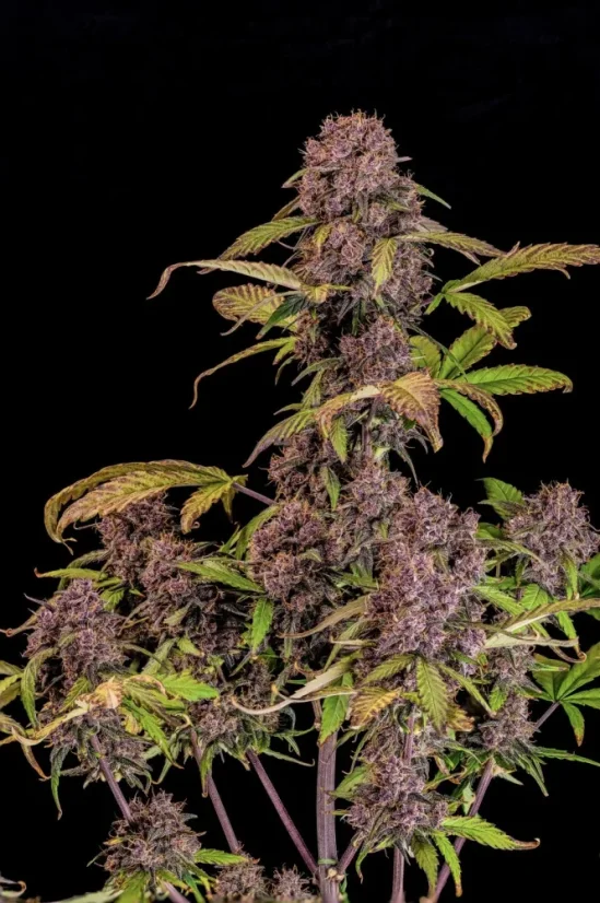 Fast Buds Cannabis Seeds Lemon Cherry Cookies Auto