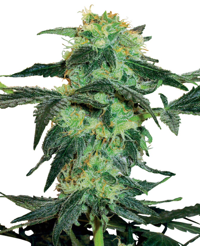 Sensi Seeds Semințe de canabis White Ice feminizate de White Label, 3-10 buc.
