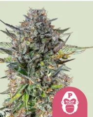 Royal Queen Seeds Graines de cannabis Pink Gorilla Féminisées