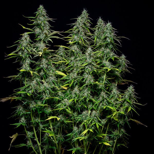 Royal Queen Seeds Seminte de canabis Royal Gorilla Auto