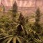 Silent Seeds Seminte de canabis clasice Critical Jack feminizate