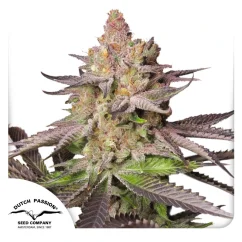 Dutch Passion Seminte de canabis Melonade Runtz® feminizate