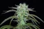 Fast Buds Cannabis Seeds Strawberry Banana Auto
