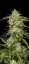 Fast Buds Cannabis Seeds Sour Jealousy Auto