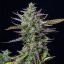 Royal Queen Seeds Graines de cannabis Blue Cheese Auto
