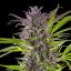 Royal Queen Seeds Seminte de Canabis Green Gelato Feminizate