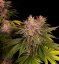 Fast Buds Cannabis Seeds Purple Lemonade FF