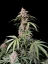 Fast Buds Semi di Cannabis Amnesia Zkittlez Auto