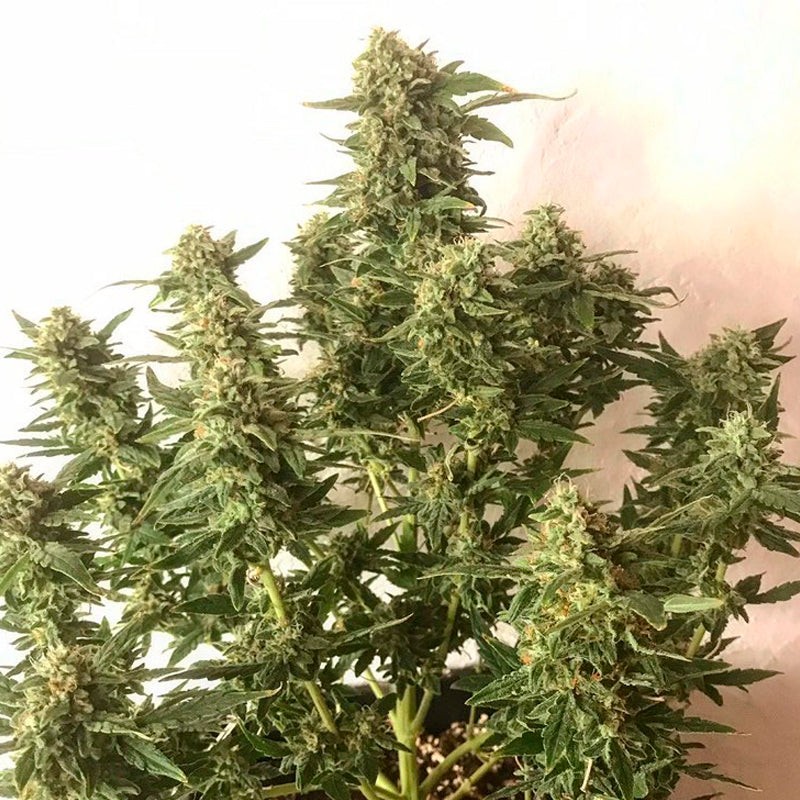 Silent Seeds Seminte de canabis Moby Dick auto feminizate