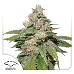Dutch Passion Seminte de canabis Auto Mokum's Tulip® Autoflowering