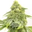Blimburn Seeds Semena konoplje Alien OG Feminized