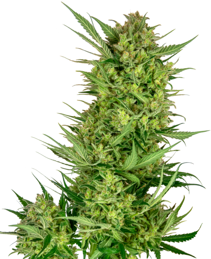 Sensi Seeds Seminte de canabis Buttercream Gelato feminizate, 3-10 buc