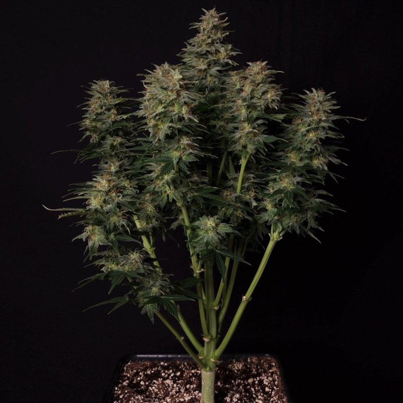 Doctor´s Choice Semințe Lowryder regulate (IBL) Auto Regular