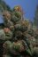 T.H.Seeds™ Cannabisfrø SAGE™'n Sour, 5+1 pakke, almindelig