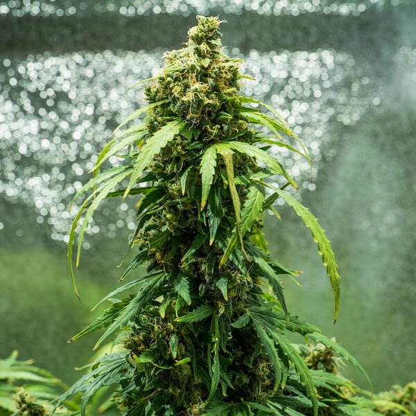 Royal Queen Seeds Seminte de canabis Royal Dwarf Auto