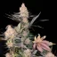 Blimburn Seeds Cannabiszaden Blue Dream Gefeminiseerd