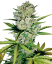 Sensi Seeds Seminte de canabis Skunk #1 Automatic Feminizate de White Label, 3-10 buc