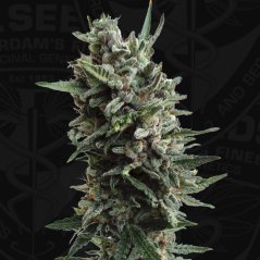 T.H.Seeds™ Semena konoplje Auto Critical HOG™, 5+1 paket, feminizirana