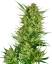 Sensi Seeds Seminte de canabis Buttercream Gelato feminizate, 3-10 buc