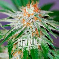 Blimburn Seeds Cannabisfrø Red Dragon Feminiseret