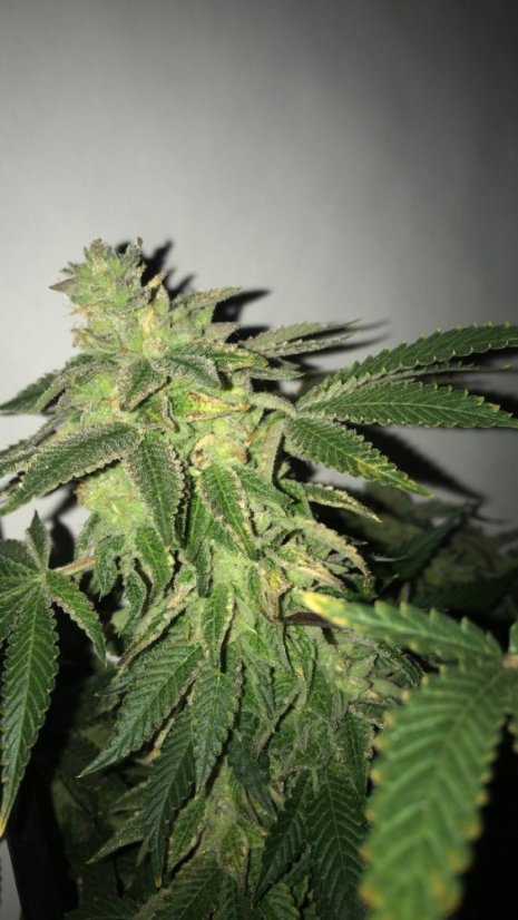 T.H.Seeds™ Seminte de canabis Shiloh Z, pachet 5+1, feminizate