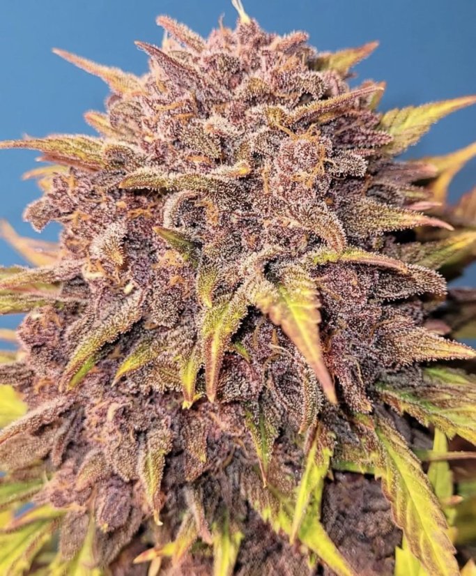 Fast Buds Sjemenke kanabisa Purple Lemonade Auto