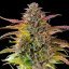 Royal Queen Seeds Seminte de Canabis Biscuiti Gelato Feminizat